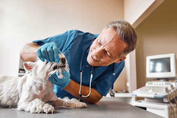 Best Dental Abscess Treatment in New Market, TN
